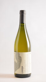 LIVVERA MALVASIA 2025